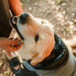 Scientists trained 182 pet dogs to sniff out one of America's most destructive invasive insects, and most successfully found its hidden eggs