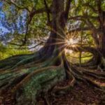 Scientists warmed the same forest soil by 5°C for 37 years; in the fourth decade, microbes began releasing carbon once thought safely locked away
