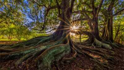 Scientists warmed the same forest soil by 5°C for 37 years; in the fourth decade, microbes began releasing carbon once thought safely locked away