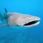 Scientists attach cameras to whale sharks, capturing how the world’s biggest fish hunts like never before