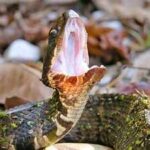 How to snake-proof a balcony or terrace garden this monsoon