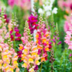 How wild snapdragons fine-tune their shades to attract bees; even the smallest change decide which genes survive