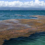 Space images have found a 5,000-mile seaweed belt across the Atlantic: Scientists say it can clog beaches and create public health problems