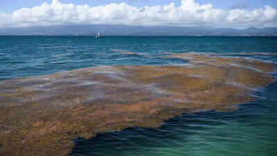 Space images have found a 5,000-mile seaweed belt across the Atlantic: Scientists say it can clog beaches and create public health problems