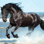 Spanish proverb of the day: 'Don’t look at the teeth of a gifted horse' — Value the gesture more than the material quality of what you receive