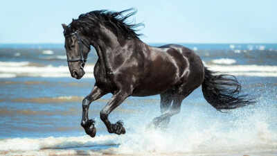 Spanish proverb of the day: 'Don’t look at the teeth of a gifted horse' — Value the gesture more than the material quality of what you receive
