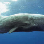 Scientists use AI to decode sperm whale communication, discovering a possible phonetic alphabet and revealing that Mediterranean sperm whales have different dialects by region