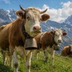Swiss cows wear giant bells around their necks. The reason began with a simple problem in the mountains