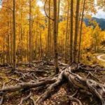 The 16,000-year-old Pando appears to be a forest, but scientists say all 47,000 trees belong to a single living organism