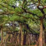 In 2026, India's 550-Year-Old Great Banyan Tree is as big as an entire Forest