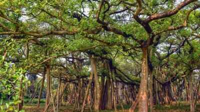 In 2026, India's 550-Year-Old Great Banyan Tree is as big as an entire Forest
