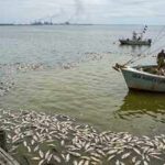 The Gulf of Mexico grows a vast ‘dead zone’ every summer, but what happens beneath the water threatens far more than marine life