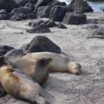 The islands where animals rule: Why humans give up beach chairs for sea lions