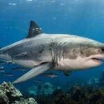 The largest male great white shark ever tagged in the Atlantic has resurfaced after travelling 7,000 miles; scientists say his journey is far from over
