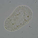 Scientists create 'life': All you need to know about the SpudCell - why it matters & where it falls short