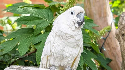 A Virginia cockatoo spent about 10 years blind before surgery restored his sight; he became a therapy bird and raised a record $33,674 to win Pet of the Year