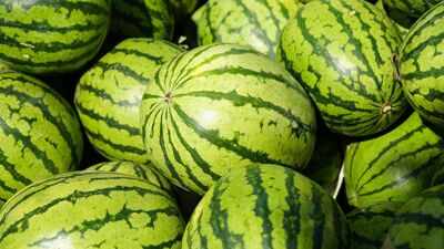 The sweetest watermelon is often the ugliest: 7 signs to look for before buying |