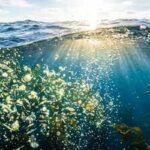 The world's biggest oxygen producer isn't the Amazon. It's the ocean filled with tiny invisible life