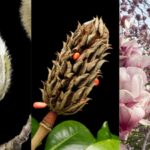 These 95-million-year-old flowers bloomed before bees existed and still attract beetles