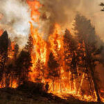 These ancient trees need fire to reproduce, but modern wildfires are now killing them completely