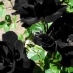 These rare 'black roses' grow naturally in only one region of Turkey, and this natural wonder is known as 'Louis XIV
