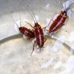Think leftovers attract cockroaches? These everyday kitchen items may be the real culprits |