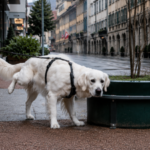 This Swiss town will fine dog owners who do not wash away their pets' urine from streets and building facades