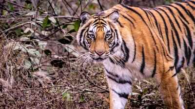 Tiger attacks snake in Corbett: Video of predators goes viral on internet; viewers say, 'expect the unexpected' |
