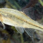 Tiny Oregon fish nearly disappeared after habitat loss, then conservation efforts restored its wetlands, helping its population grow to more than 140,000 and making it the first fish in US history to leave the endangered list