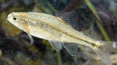 Tiny Oregon fish nearly disappeared after habitat loss, then conservation efforts restored its wetlands, helping its population grow to more than 140,000 and making it the first fish in US history to leave the endangered list