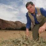 An Australian “forest maker” helped farmers in Niger regrow more than 200 million trees by pruning living stumps, roots and seeds hidden beneath dry land