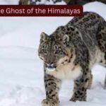 Scientists fitted GPS collars on four elusive snow leopards, known as the 'Ghosts of the Himalayas,' to uncover their secret lives; the breakthrough could transform wildlife tourism