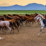 Turkey's Cappadocia region was home to free-roaming horses, then local cowboys began gathering them for guided photo tours, turning the iconic herds into a tourism attraction that's helping preserve them