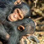 Chimpanzees and bonobos hug before meals to avoid fights and distribute food fairly, scientists discover