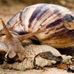 The Giant African Snail has returned to the U.S. neighborhoods and officials are asking residents to watch for these signs