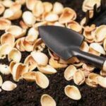 5 ways to use pistachio shells in gardening creatively