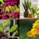 Monsoon Gardening Tips: Want a lush garden this monsoon? These 7 fast-growing plants thrive with almost no care