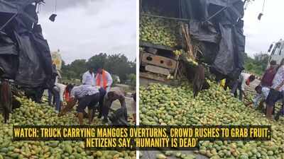 Watch: Truck carrying mangoes overturns, crowd rushes to grab fruit; netizens say, ‘Humanity is dead’