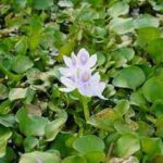 Water Hyacinth was introduced as an ornamental plant, now it chokes rivers around the world