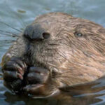 West London streets flooded annually with heavy rains:  Local council was about to spend millions to fix the problem, then beavers did it for free