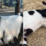 A baby goat jumps from a small staircase, freezes with all four legs stiff and topples over; an inherited muscle condition explains why