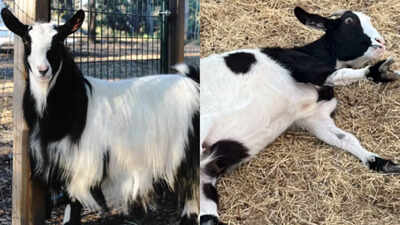 A baby goat jumps from a small staircase, freezes with all four legs stiff and topples over; an inherited muscle condition explains why