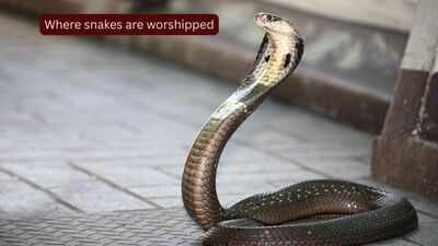 Snake Temples In India: Where snakes are worshipped: 10 sacred and mysterious snake temples of India every traveller should visit