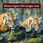 International Tiger Day: Where tigers no longer roar: 8 countries that have lost their wild tigers, and what travellers can learn from their silence on this International Tigers Day |