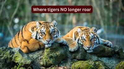 International Tiger Day: Where tigers no longer roar: 8 countries that have lost their wild tigers, and what travellers can learn from their silence on this International Tigers Day |