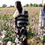 Explained: Why Cotton is India's "White Gold"