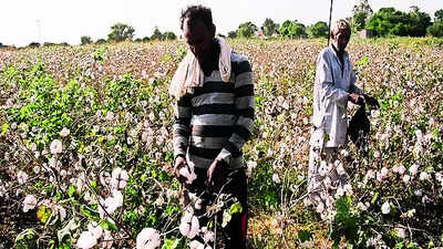 Explained: Why Cotton is India's "White Gold"