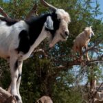 Why do goats climb trees in Morocco: The surprising science behind their forest-saving habit