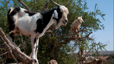 Why do goats climb trees in Morocco: The surprising science behind their forest-saving habit