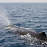 Scientists tagged sperm whales off Norway and found they release gas bubbles while sleeping vertically to remain suspended below the ocean surface